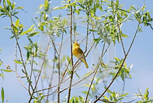 A small Yellow Warbler chirping a song in the bright sunlight.