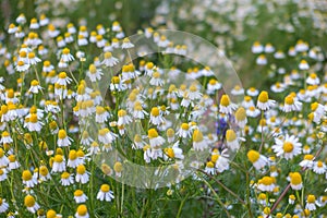 Small yellow and white flowers at Doi Ang Khang