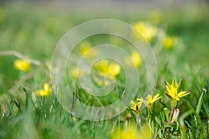 Small yellow flowers of Gagea minima. Spring blurred background photo
