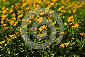 Small yellow wild flowers Ranunculus crowfoot buttercup on natural green grass blurred background.