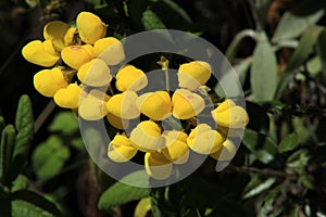 Small Yellow Wildflowers