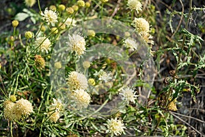 Small yellow wildflowers on a field