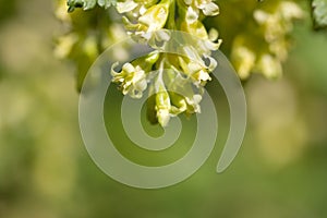 Small yellowish flowers in nature