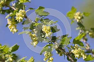 Small yellowish flowers in nature