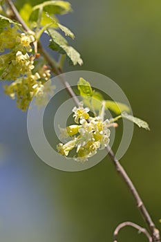 Small yellowish flowers in nature