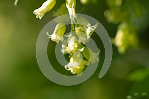 Small yellowish flowers in nature