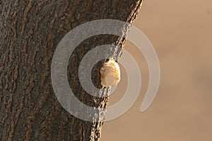 Small yellowish white cocoon on a tree