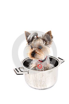 Small yorkie dog in the pot