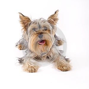 Small yorkshire terrier dog lying down