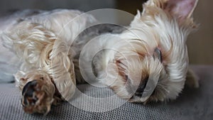 A small Yorkshire Terrier dog sleeping on couch, bed. Brown puppy, doggy, lapdog
