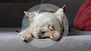 A small Yorkshire Terrier dog sleeping on couch sofa Brown puppy, doggy, lapdog.