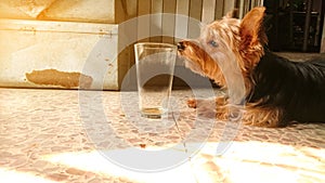 A small Yorkshire terrier dog sniffing glass