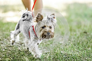 A small Yorkshire Terrier dog on a walk with its owner at summer day