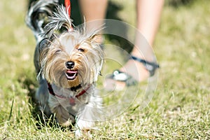 A small Yorkshire Terrier dog walking in a park with a owner girrl at sunny summer day