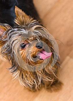 Small Yorkshire terrier. Haircut pet