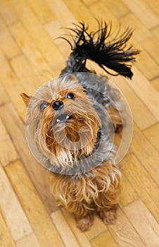 Small Yorkshire terrier looking up and yap