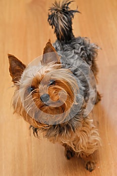 Small Yorkshire terrier looking up and yap