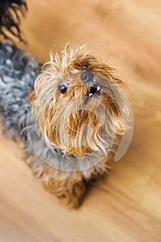 Small Yorkshire terrier looking up and yap photo