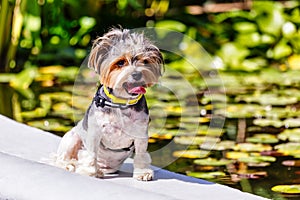 A small Yorkshire terrier poses by the pond. Yorkshire Dog