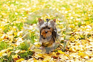 A small Yorkshire terrier puppy sits on a leash on an autumn lawn with fallen leaves. Cute dog for a walk