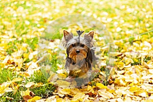 A small Yorkshire terrier puppy sits on a leash on an autumn lawn with fallen leaves. Cute dog for a walk