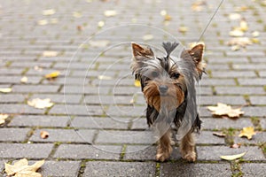 A small Yorkshire terrier puppy is standing on a leash on a cobblestone pavement. Cute dog for a walk
