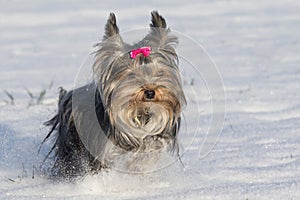 Small yorkshire terrier is running in the snow