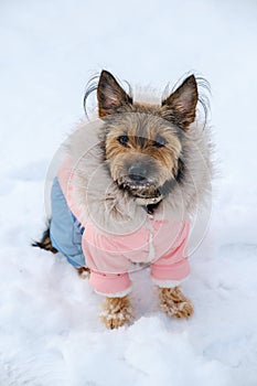 Small yorkshire terrier in suit sits on snow in winter.