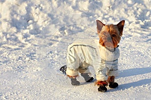 Small yorkshire terrier in suit on winter walk