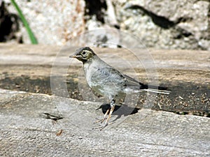 Small yound bird on the ground