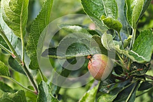 Small young apples growing on a tree