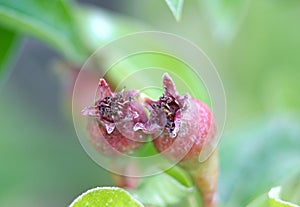 small young apples growing on a tree in orchard