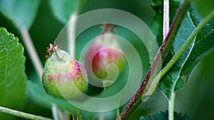 small young apples growing on a tree in orchard