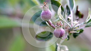 small young apples growing on a tree in orchard