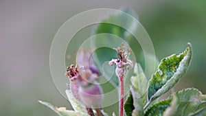 small young apples growing on a tree in orchard