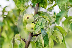 Small young apples growing on the tree. Unripe green fruits hanging on a branch of appletree in the garden in summer