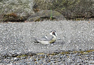 A small young baby bird sitting on the ground