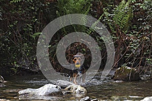 Small young black dog in the water in a river picking up his ball. portrait in nature. copy space