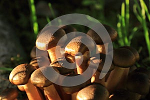 Small young brown autumn mushrooms in sunlight