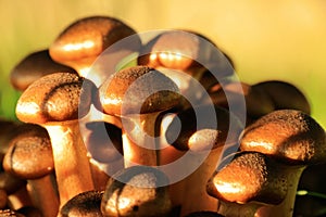 Small young brown autumn mushrooms in sunlight