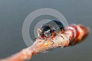 Small young bug on the plant