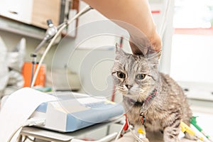 A small, young cat with big eyes, sitting on a table in a veterinary office during medical examinations.