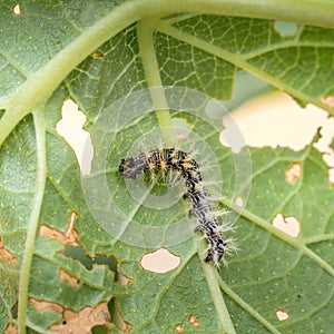 Small, young caterpillar of Comma butterfly, Polygonia c-album. Macro, UK.