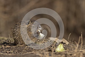 Small young coypu eating  green salad.  Also known as nutria or Myocastor coypus.