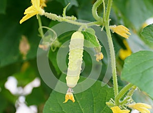 Small and young cucumber `Silver Slicer` hanging on the tree
