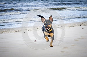 Small young dog near water sea