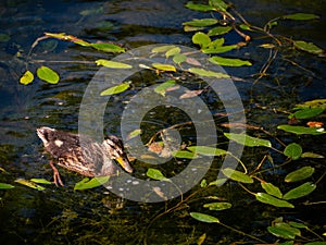 Small young duck swimming in a leaf covered pond
