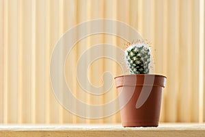 Small young echinocereus cactus in brown pot on light striped wooden background with copy space.