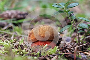 A small, young edible Neoboletus luridiformis Mushroom grows in a moss in a forest. Bay-brown cap, red pores and red-dotted yellow