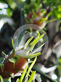 Small young exotic beautiful red fruit of Dragon Fruit tree or Cactaceaeplant